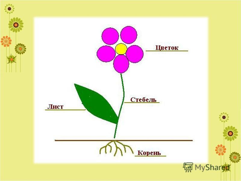 Схема строения растения для дошкольников