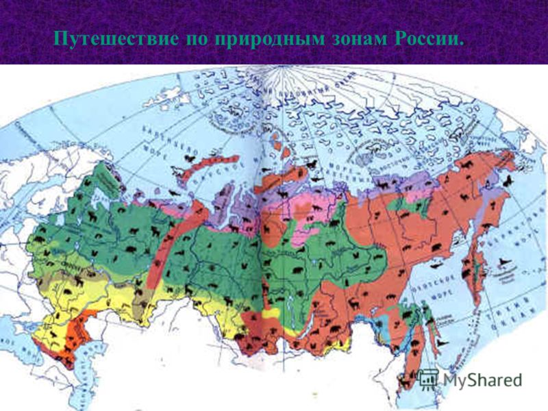 Название карты природы. Карта природных зон России для детей. Природные зоны России арктические пустыни тундра лесотундра. Животные и растения природных зон России. Карта растительности и животного мира России.