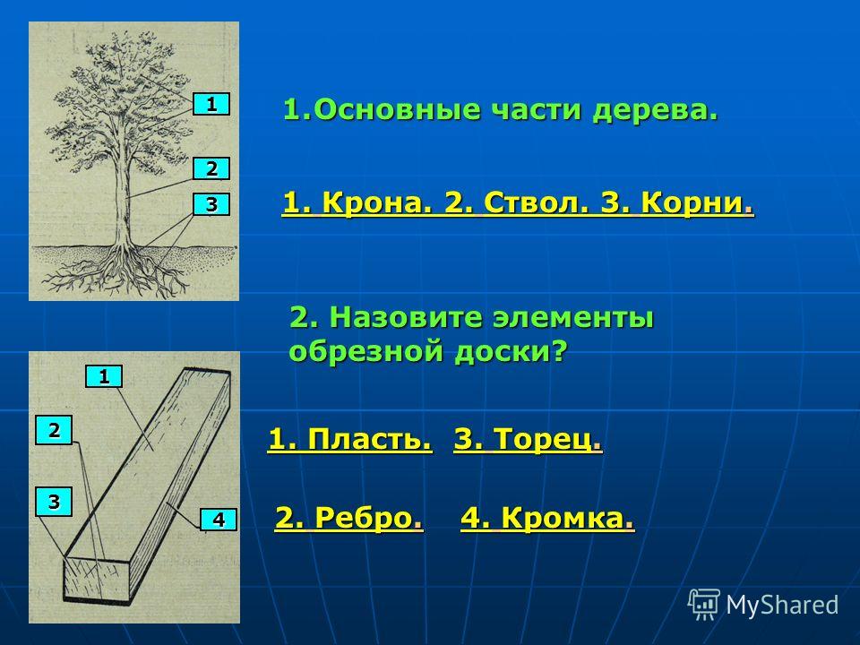 Основные части древесины. Главные части дерева. Основными частями дерева являются. Основная часть дерева.