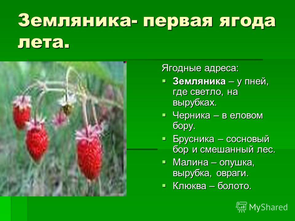 Как узнать клубнику для 3 класса. Доклад про землянику. Земляника описание для детей. Рассказ о клубнике. Стихи о землянике Лесной.