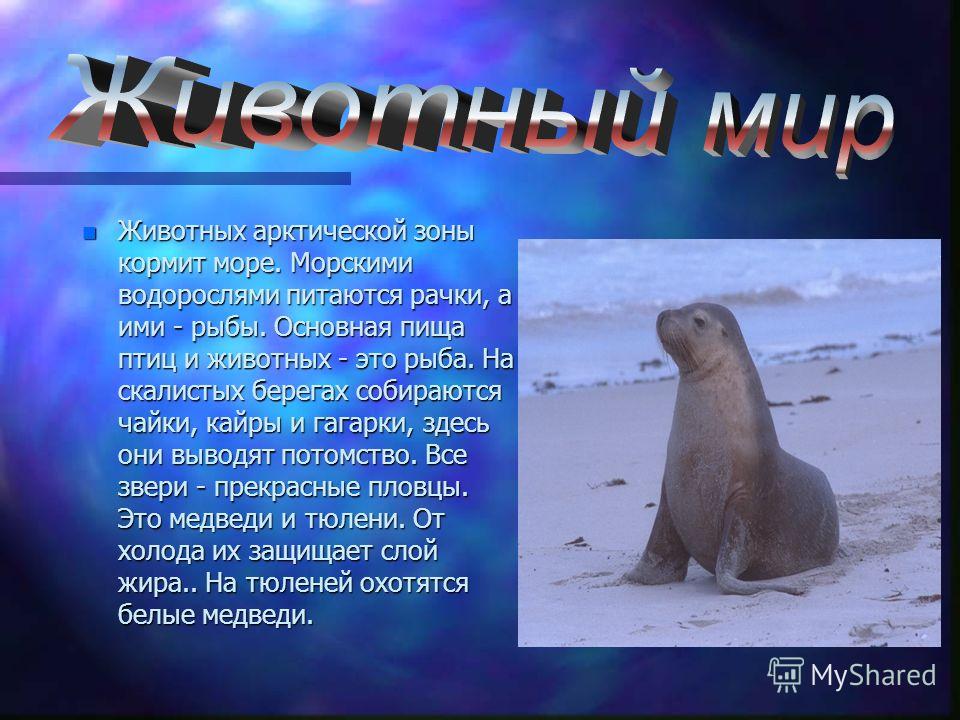 Тему зона арктических пустынь 4 класс. Зона арктической пустыни 4 класс окружающий мир. Животные зоны арктических пустынь 4 класс. Животные арктической зоны. Презентация на тему Арктика.