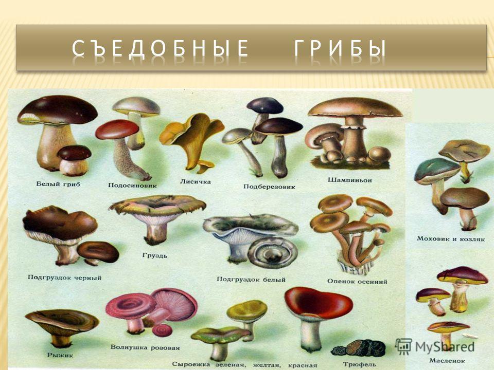 Грибы на букву т. Грибы съедобные и несъедобные с названиями. Съедобные грибы названия. Картинки съедобных грибов. Таблица съедобных и несъедобных грибов.