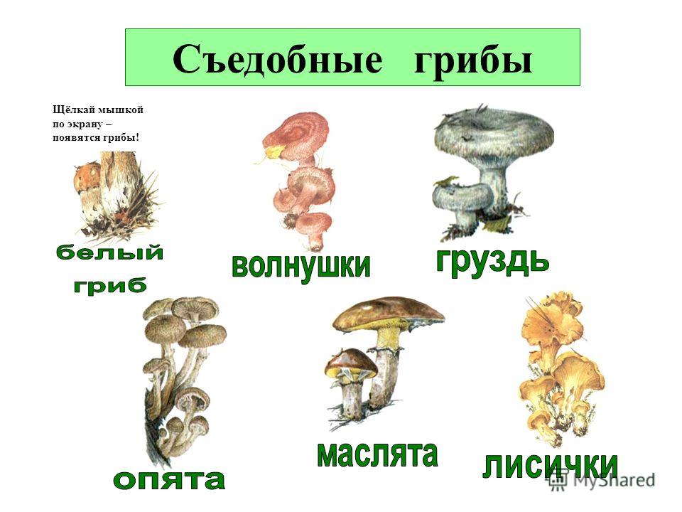 Три съедобных гриба и три несъедобных. Схема съедобных и несъедобных грибов. Грибы съедобные и несъедобные рисунки с названиями. Памятка съедобных и несъедобных грибов. Грибы для детей с названиями съедобные и несъедобные.