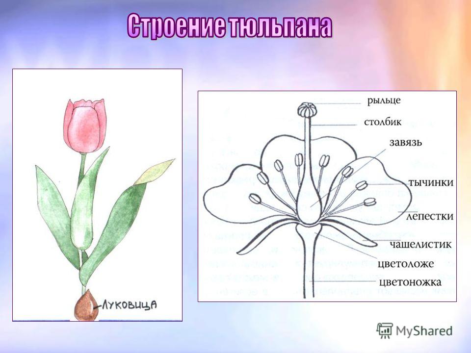 Строение цветка рисунок. Строение цветка тюльпана схема. Тюльпан строение растения. Строение цветка лилейных. Схема цветка лилейных.