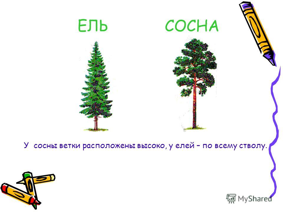 Схема к слову ель 1 класс