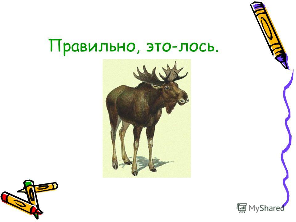 Загадка про лося. Загадка про лося для дошкольников. Загадка про лосенка. Загадка про лося для детей.