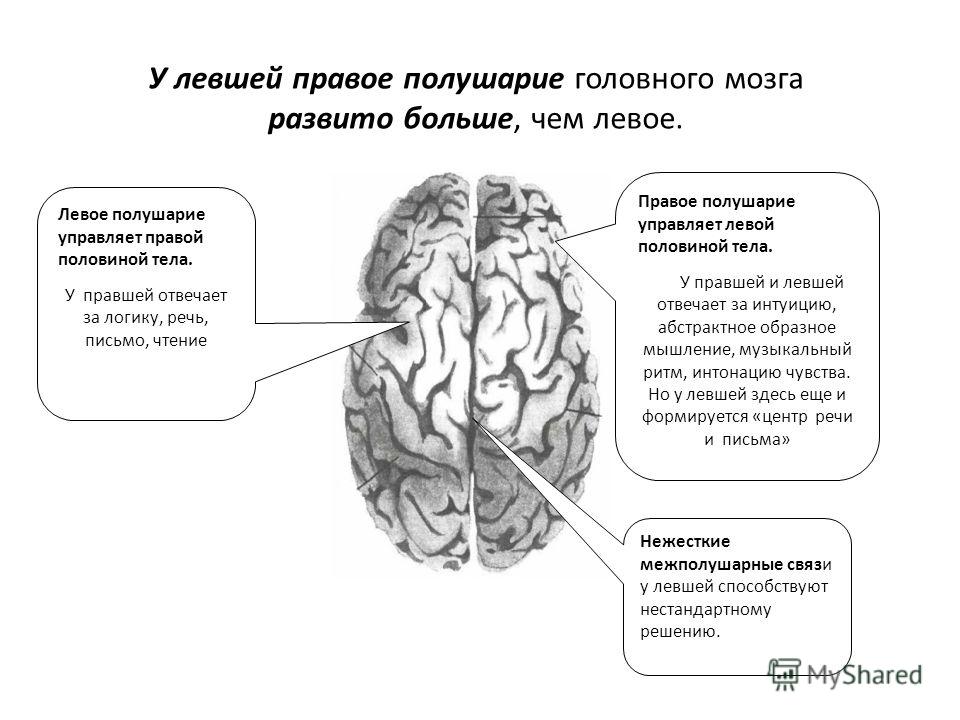 Проанализируйте рисунок на с 247 учебника какие способности чаще встречаются у левшей кратко