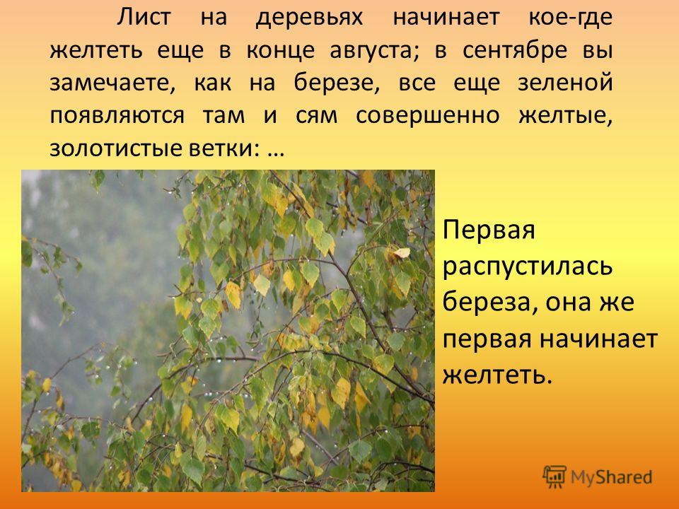 Почему листья цветов. Береза начала желтеть. Начали желтеть листья на Березе. Деревья начинают желтеть. Листья березы желтеют.