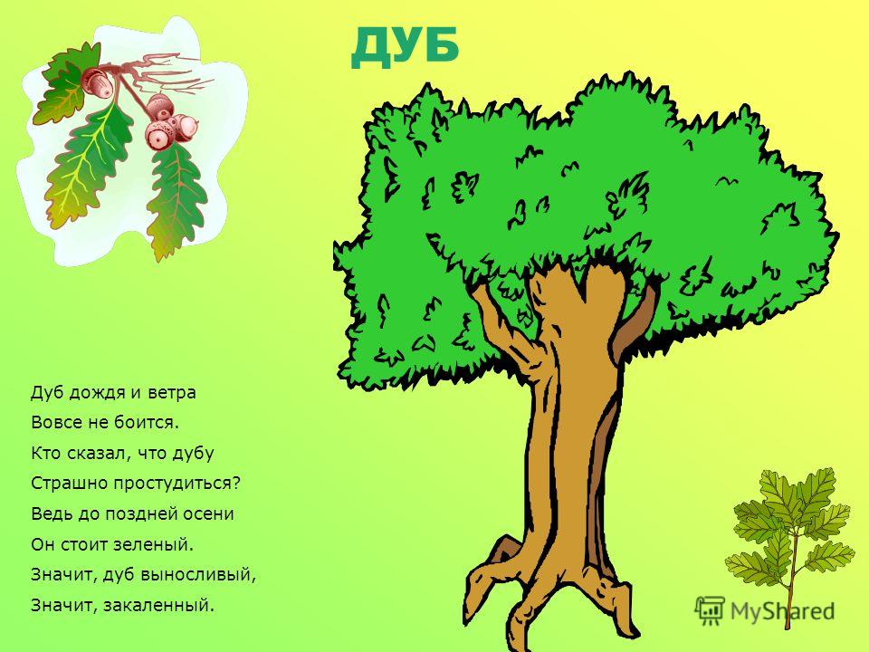 Дуб какой. Стихи про деревья. Стихи про деревья для детей. Стихотворение про дерево. Стихи про деревья для малышей.