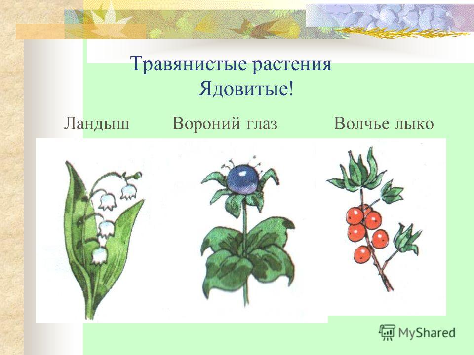 Съедобные и ядовитые растения для дошкольников презентация