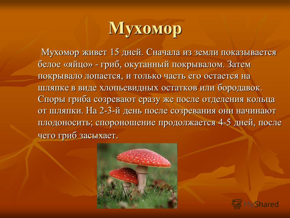 Проект мухомор 2 класс окружающий мир