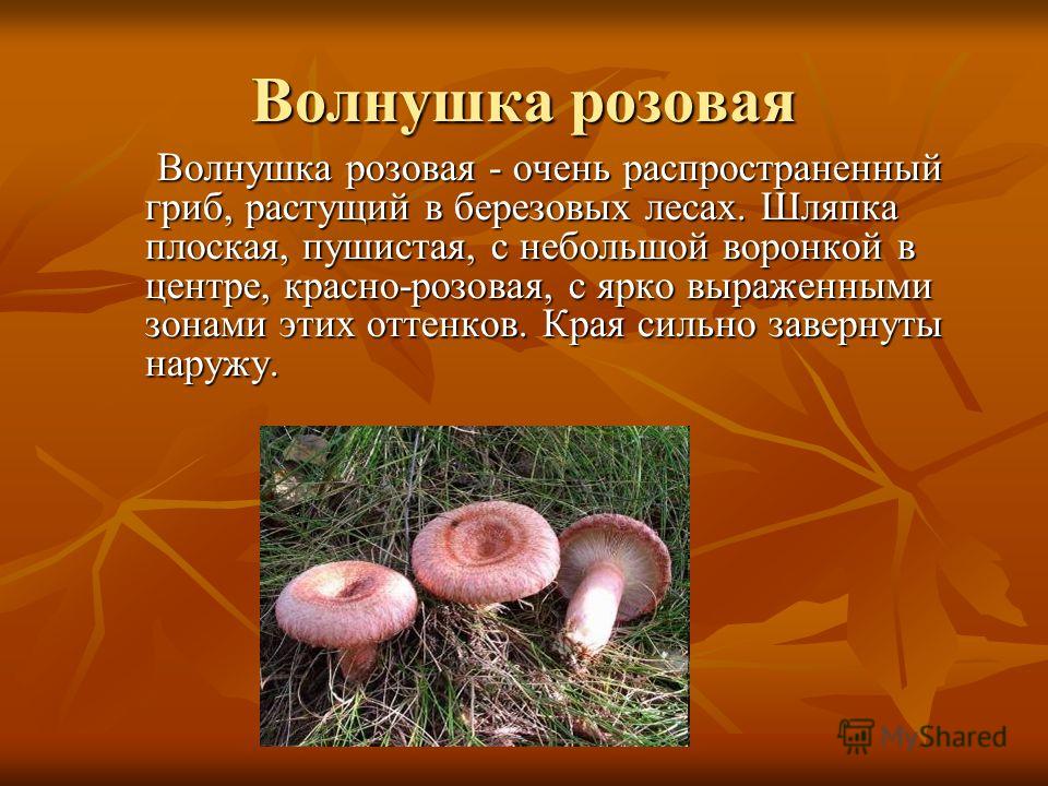 Информация про грибы. Волнушка розовая ( Lactarius torminosus. Волнушки грибы. Волнушка розовая шляпка снизу. Гриб волнушка краткое описание.