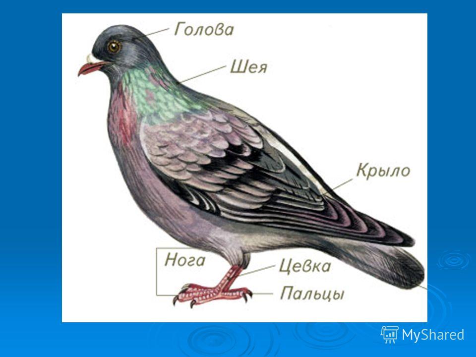 Части тела птицы схема