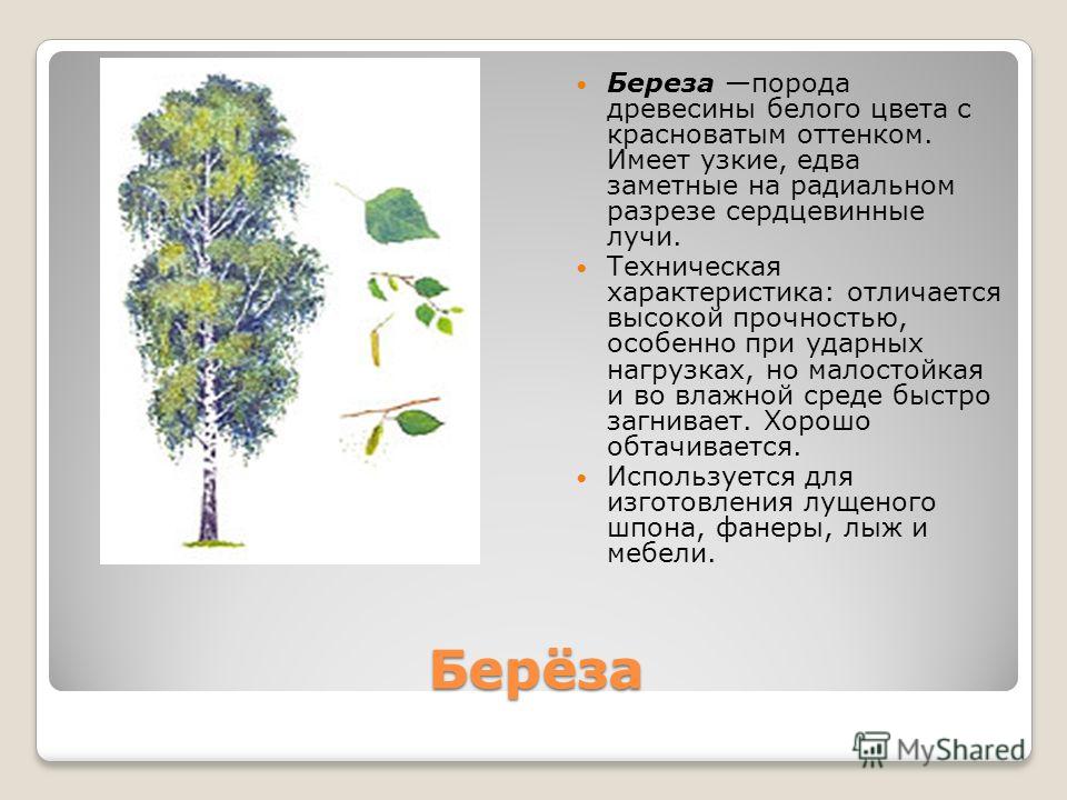 Деревья 2 класс окружающий. Береза описание дерева. Паспорт дерева. Береза описание для детей. Характеристика березы.