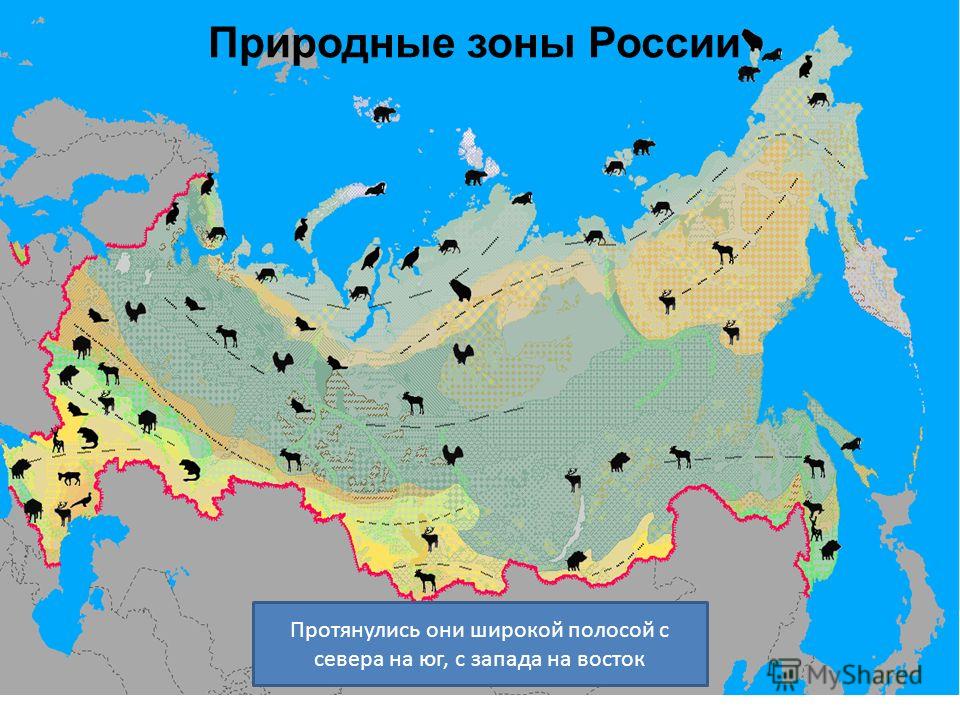 Представитель зона. Природные зоны севера России. Карта природных зон России. Природные зоны России с севера на Юг. Природные зоны Юга России.