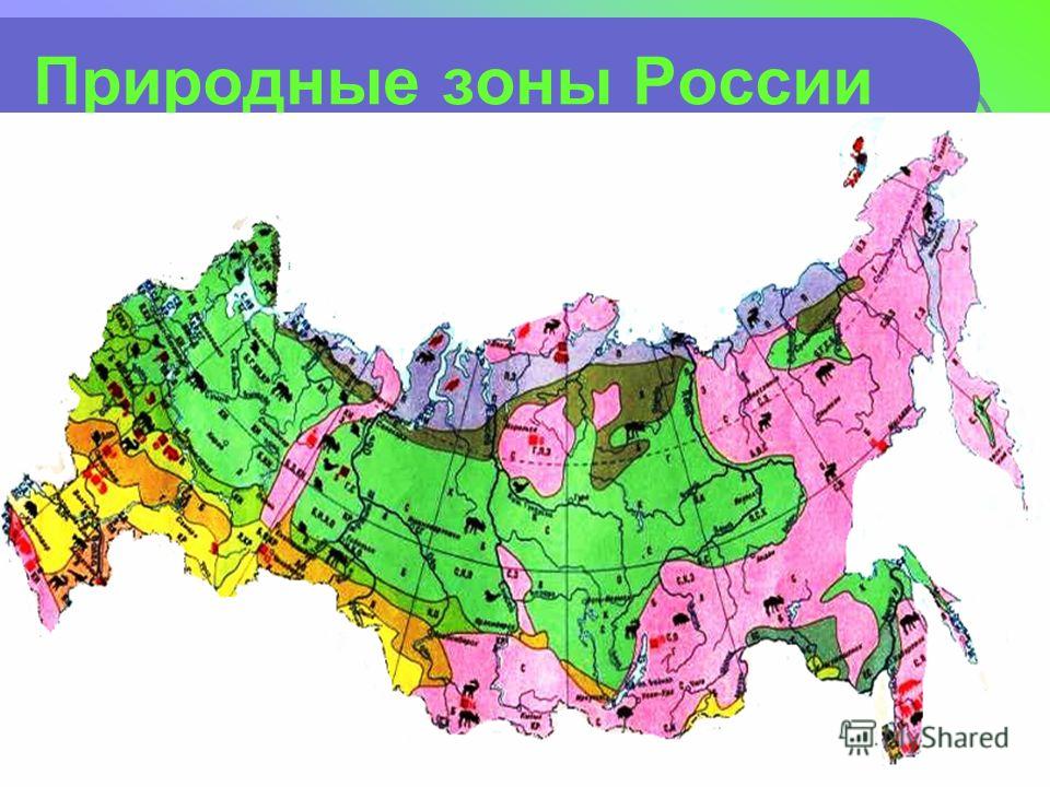 Природные зоны России. Карта природных зон. Карта природных зон тундра тайга