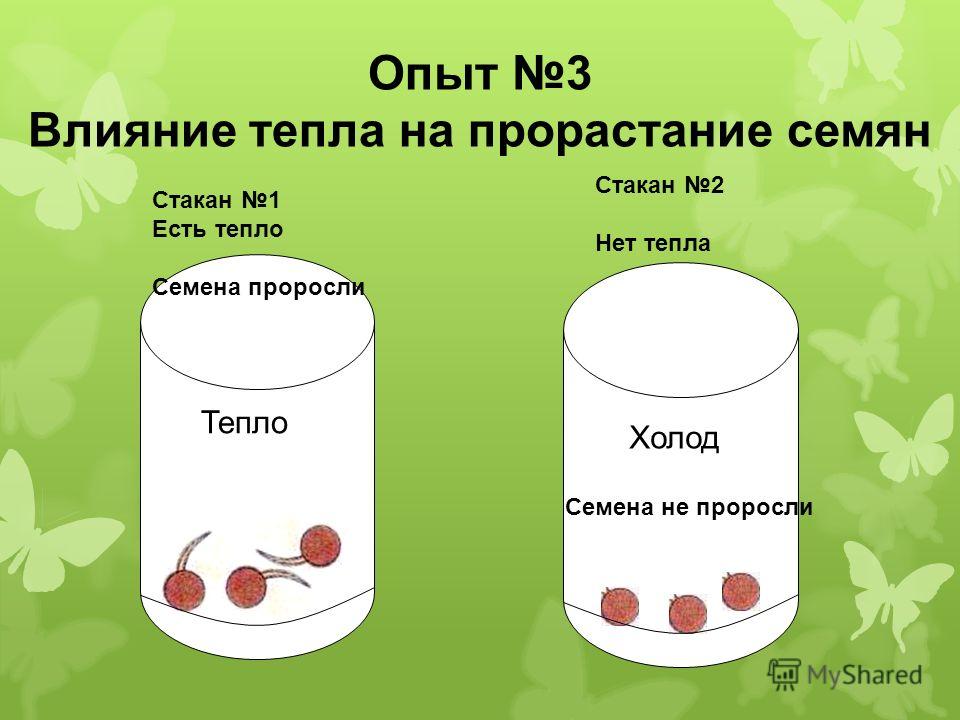 Почему необходимо тепло для прорастания семян