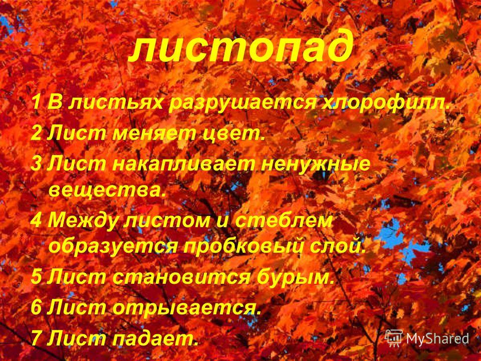 Осенний листопад сочинение. Презентация на тему листопад. Листопад (биология). Факты об осенних листьях. Сообщение на тему осень.