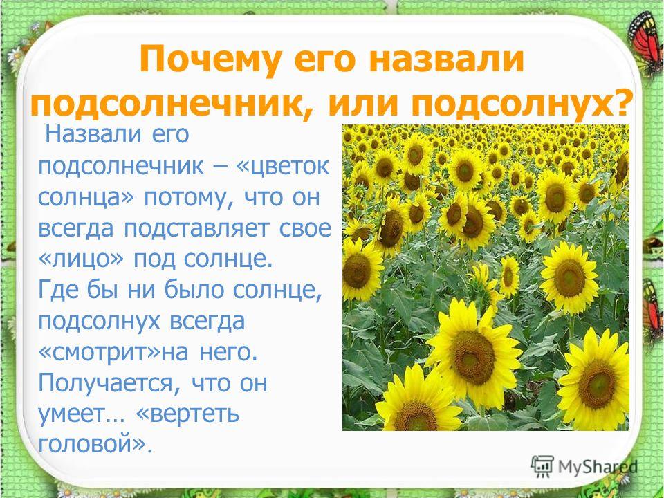 Презентация про подсолнечник