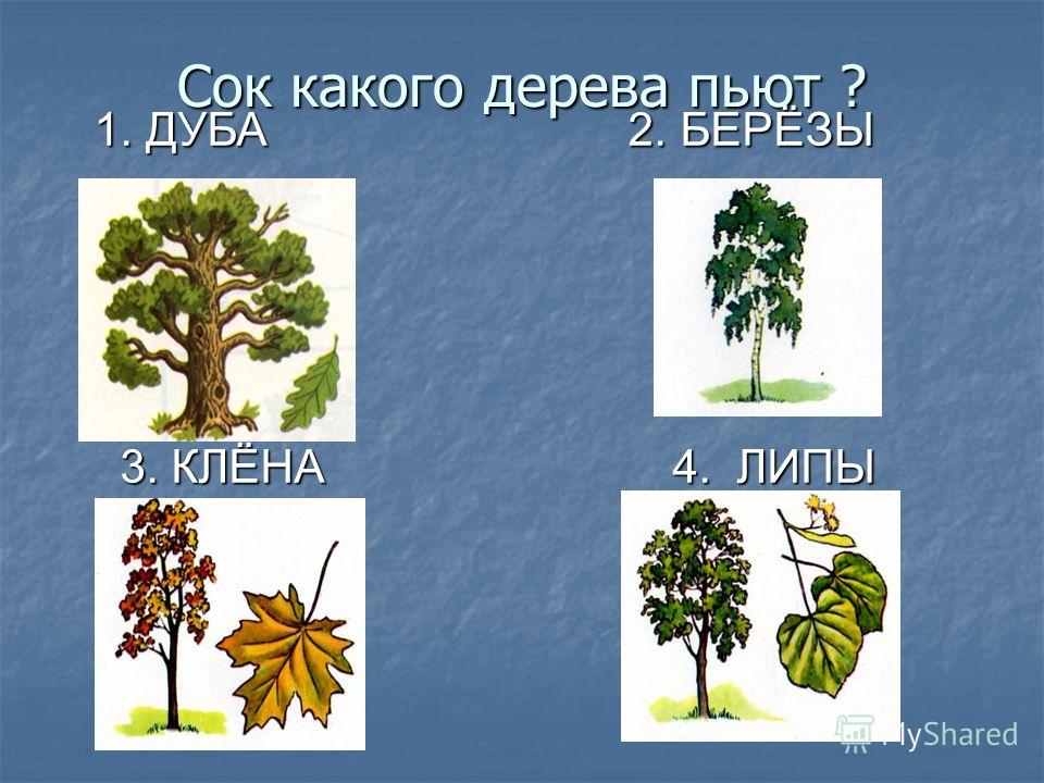 Какие деревья являются символом. Какие деревья. Береза на какое дерево похожа. Какие деревья ты знаешь. Герб какого дерева дерево?.