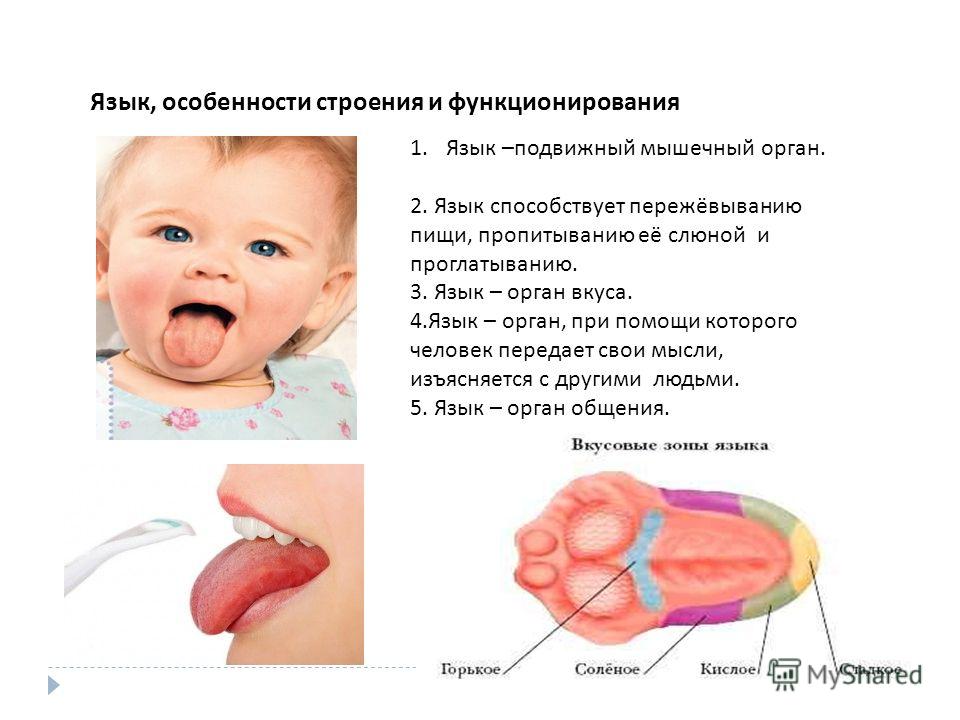 Вес языка. Особенности строения языка. Строение языка для дошкольников. Характеристика языка анатомия.