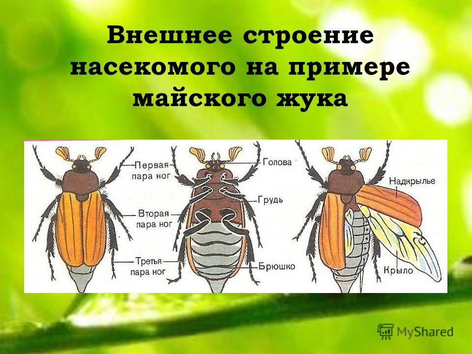 Класс насекомые лабораторная работа внешнее строение насекомого