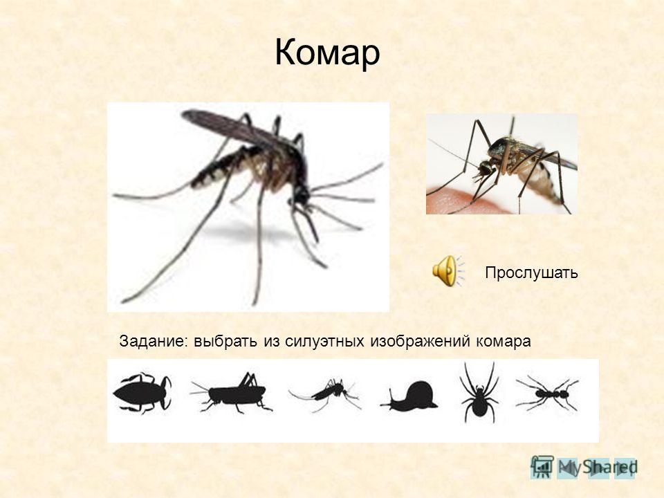 Комар презентация для детей