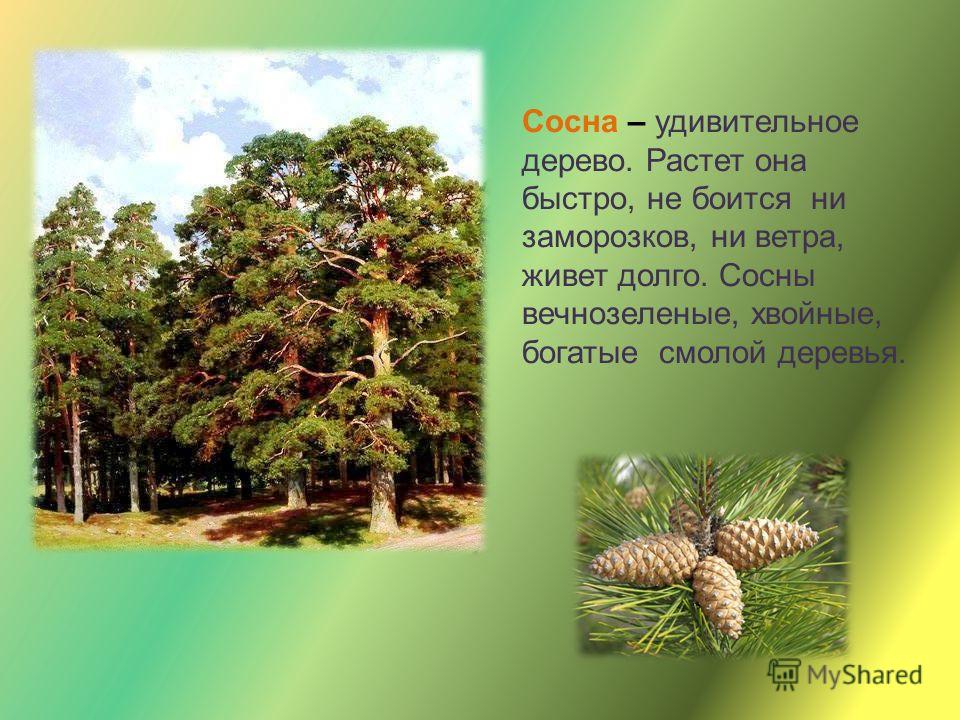 Где росла сосна. Сообщение о дереве. Дерево для презентации. Рассказ о дереве. Тема для презентации деревья леса.