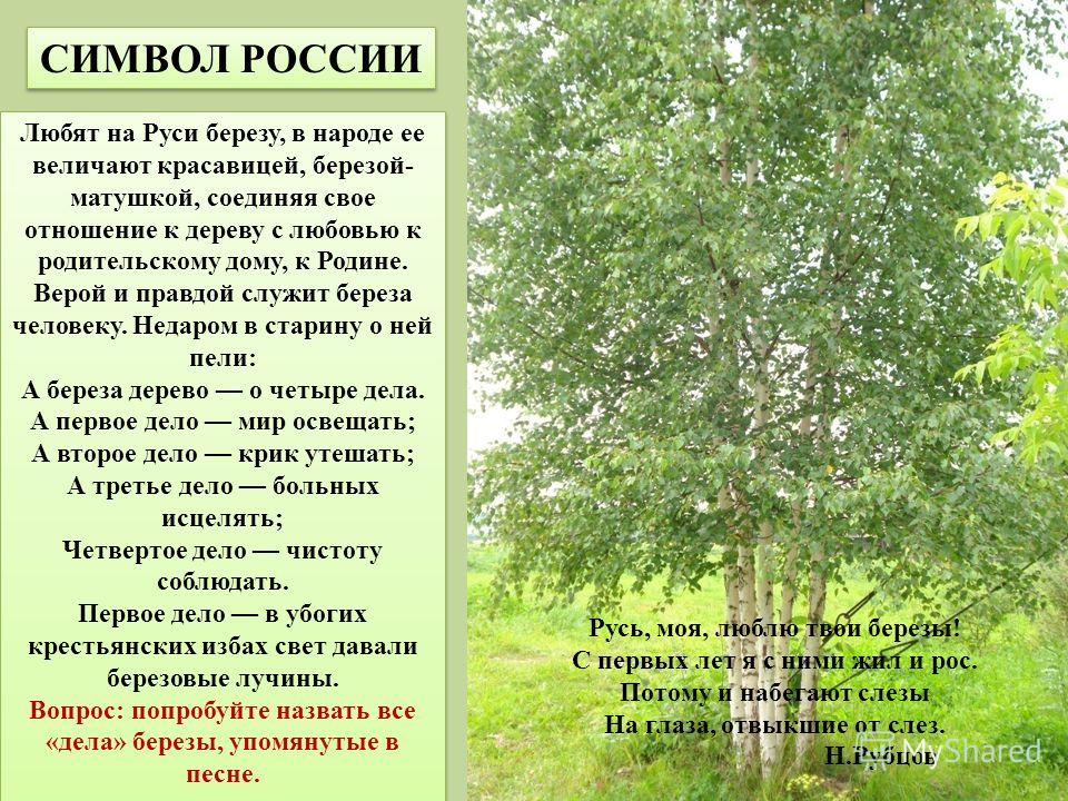 Люблю березу. Береза в народе. Дерево четырех дел береза. Описание берёзы на Руси. Почему любимое на Руси дерево береза.