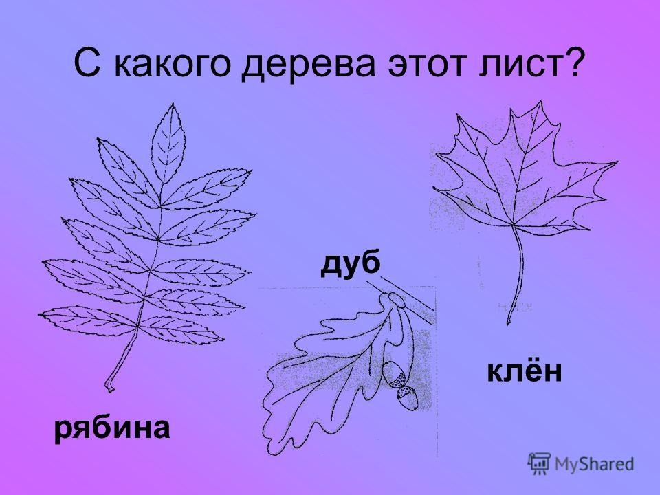 Лист клен береза