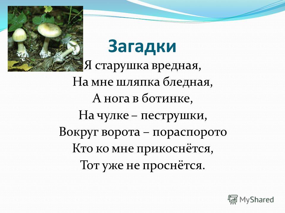 Гриб 2 слова. Загадки про ядовитые грибы. Загадки про ядовитые и съедобные грибы. Загадки о шляпочных грибах. Загадки о съедобных и несъедобных грибах.