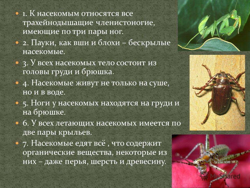 Насекомые относятся к типу членистоногие. К насекомым относятся. К классу насекомых относятся. Кто относиться к насткомам. Кто относится к накомым.