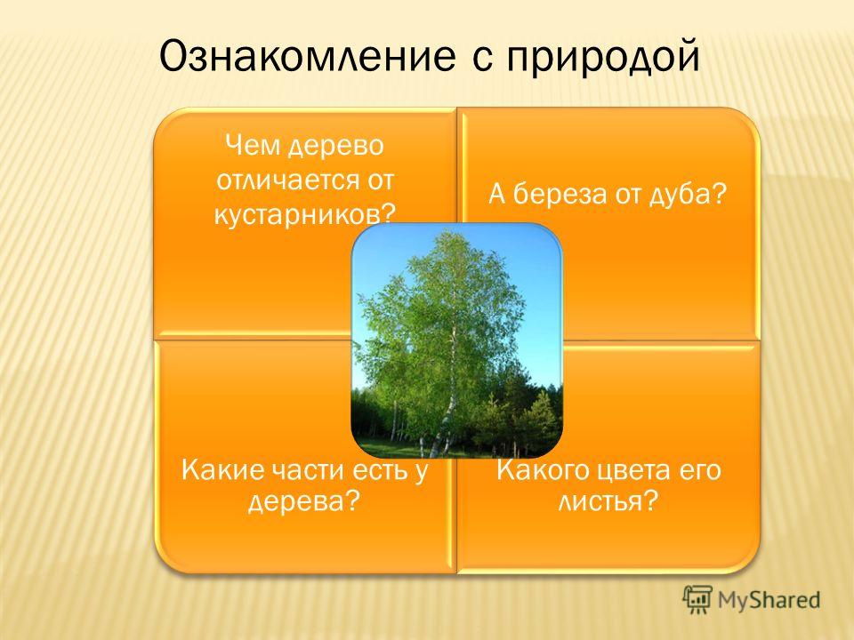 Чем отличается дерево от кустарника. Ознакомление с природой. Ознакомление с природой картинки. Модели для ознакомления природой. Ознакомление с природой надпись.