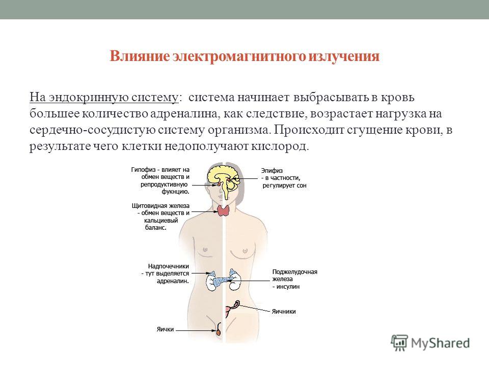 Наиболее влияние. Влияние электромагнитного излучения на эндокринную систему. Влияние Эми на сердечно сосудистую систему. Влияние Эми на эндокринную систему. Влияние ЭМП на сердечно сосудистую систему.