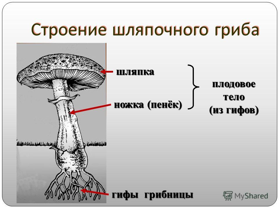 Какие части гриба. Строение шляпочного гриба грибов. Гриб строение шляпочного гриба. Строение шляпочного гриба строение. Строение шляпочного гриба.