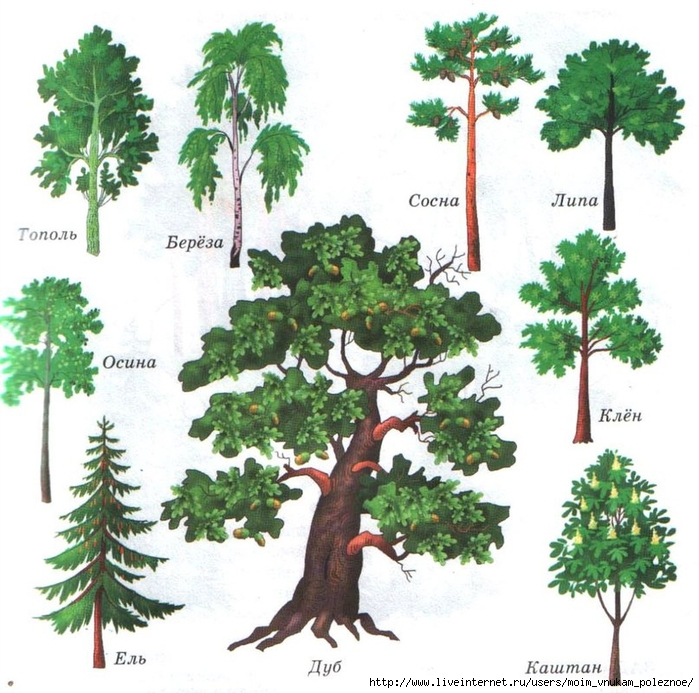 Деревья тематические картинки