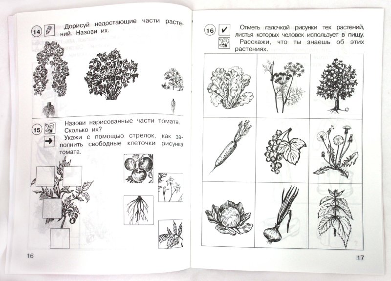 Окружающий мир 1 класс задания в картинках