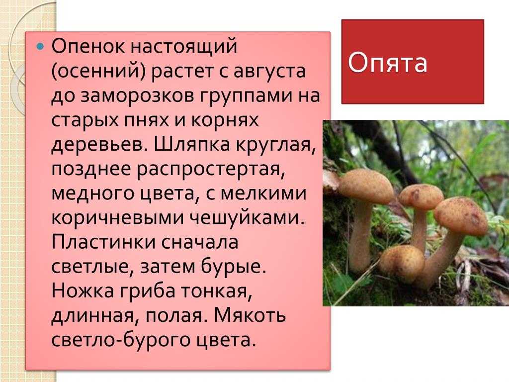 Информация про грибы. Доклад про грибы опята. Опята краткое описание. Сообщение о грибе опята. Информация опят съедобных.