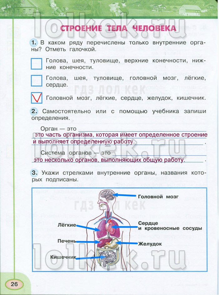 Окружающий мир рабочая тетрадь к учебнику плешакова. Окружающий мир 3 класс рабочая тетрадь Плешаков а. тест. Проверочные по окружающему миру 3 строение тела. Тесты по окружающему миру 3 класс Плешаков Новицкая. Человек окружающий мир 3 класс Плешаков.