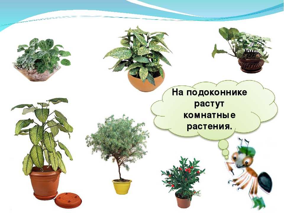 Конспекты уроков комнатными растениями. Комнатные растения. Что ра тет на подоконнике. Комнатные растения которые. Комнатные растения в школе.