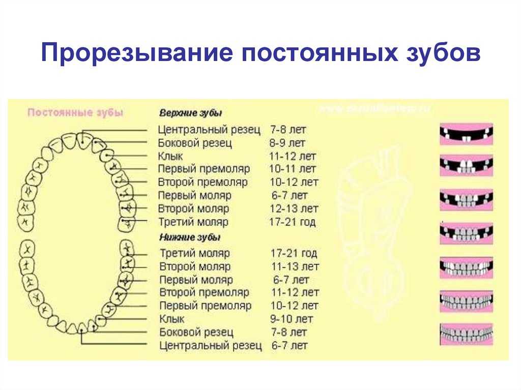 Схема выпадения молочных