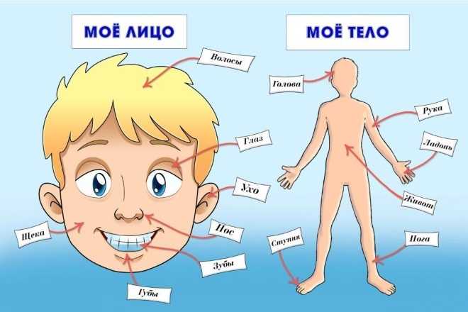 Тело человека картинка с надписями частей тела