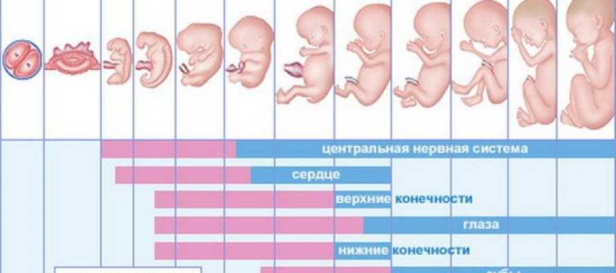 Недели родов в месяцах. Недели беременности. Развитие плода. Развитие ребенка в животе. Развитие ребёнка по неделям.