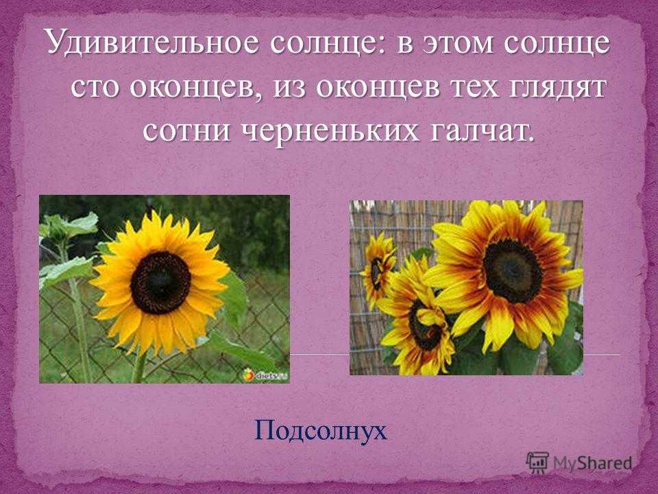 Слово подсолнечники