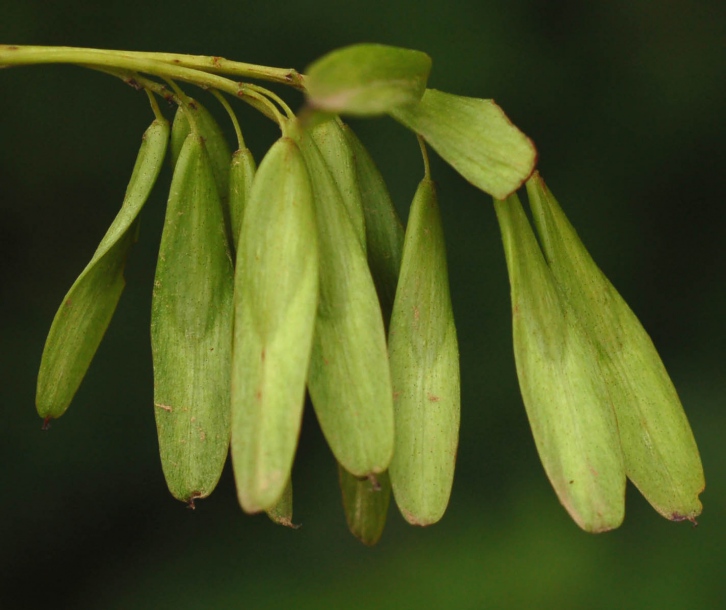 Крылатка растение плода. Ясень маньчжурский Fraxinus mandshurica. Ясень обыкновенный Крылатки. Ясень плоды Крылатки. Семена Крылатки ясеня.