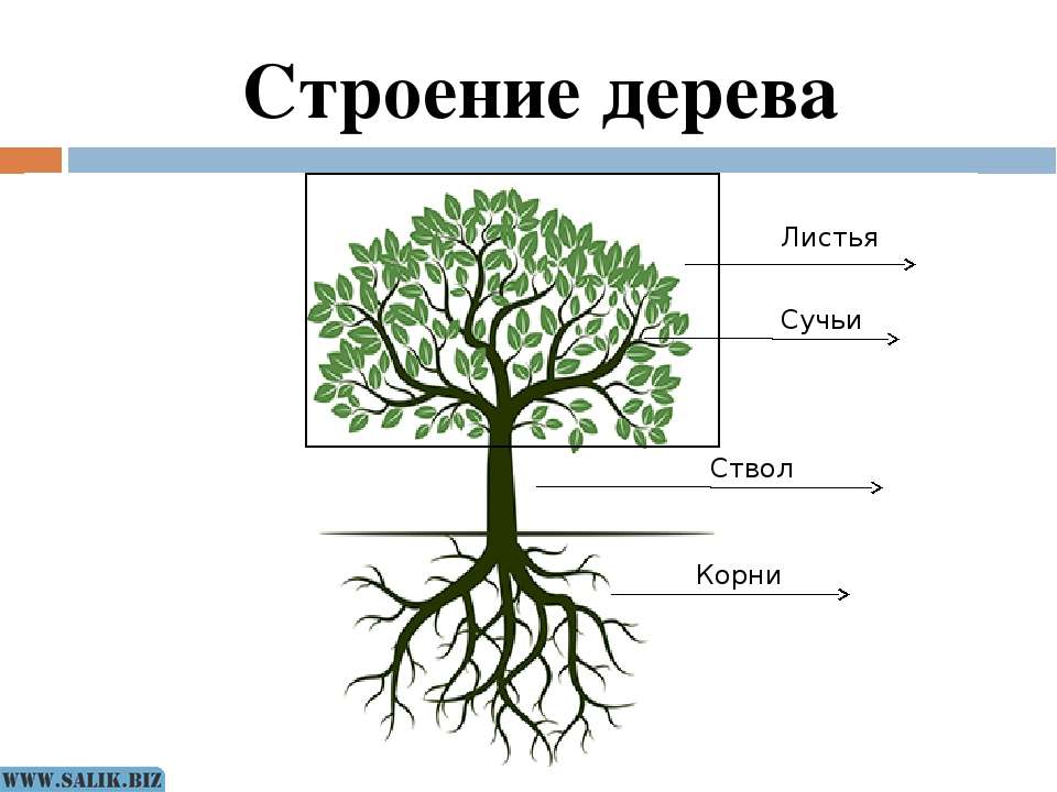 Картинки части дерева для детей в детском саду