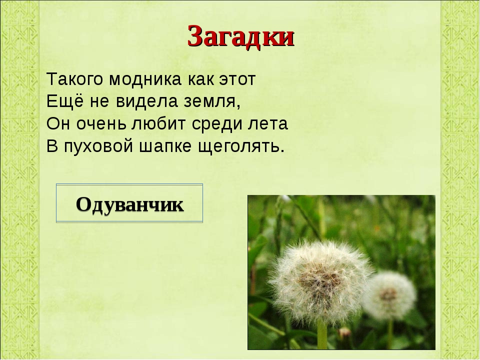 Сочините загадки о природе лесе поле луге или дереве цветке сделайте рисунок к своему произведению