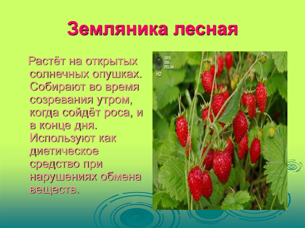 Как узнать клубнику для 3 класса. Земляника описание. Что такое земляника кратко. Доклад про землянику. Доклад про дикорастущее растение земляника.