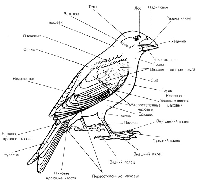 Части тела птицы схема