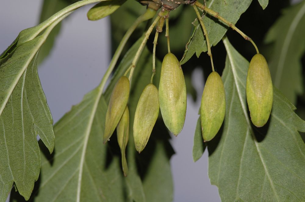 Семена ясеня. Семейство Маслиновые ясень. Ясень обыкновенный Fraxinus Excelsior листья. Ясень ланцетный семена. Семена Крылатки ясеня обыкновенного.